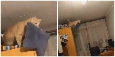 Котик придумал как обезопасить себя во время прыжка - mur.tv