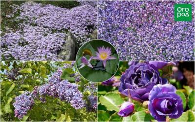 Клумба в оттенках 2022: 10 растений с фиолетовыми цветами - sadogorod.club