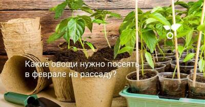 Какие овощи нужно посеять в феврале на рассаду? - sadogorod.club