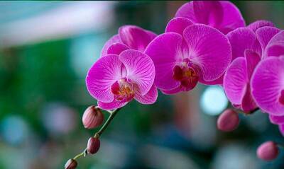 Орхидея – корни, листья, цветок. Описание особенностей строения. - sadogorod.club - Китай - Новая Зеландия