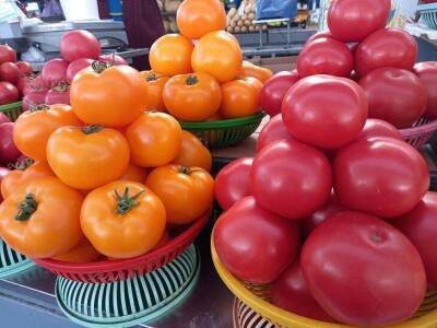 200 кг томатов с одной грядки: 3 условия нужны для рекордного урожая - sadogorod.club