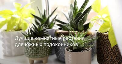 Лучшие комнатные растения для южных подоконников - sadogorod.club