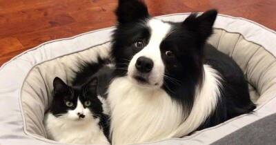 Самый милый дуэт: кот и собака — неразлучные друзья с почти одинаковым окрасом шерсти - lifehelper.one