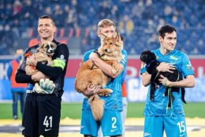 Футболисты «Зенита» вышли на поле с собаками - chert-poberi.ru - Россия - Санкт-Петербург