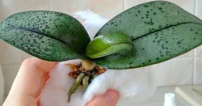 Нарастите корни орхидеи с помощью обыкновенной ваты. Рабочий и практичный метод - lifehelper.one