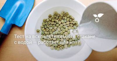 Тест на всхожесть семян в стакане с водой — работает или нет? - sadogorod.club