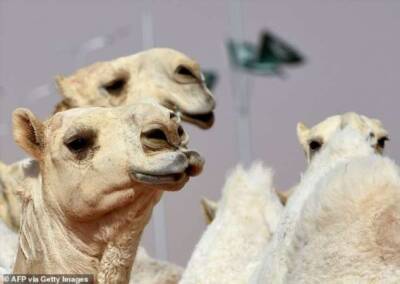 Более 40 верблюдов не допустили к Конкурсу красоты в Саудовской Аравии из-за ботокса - chert-poberi.ru - Саудовская Аравия - Эр-Рияд