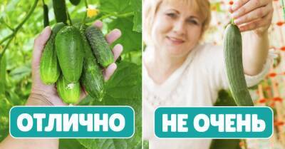 Мамина подруга продает семена на рынке, она подсказала, какие огурцы лучше всего подходят для выращивания в открытом грунте - lifehelper.one - Москва