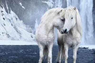 Посмотрите, насколько волшебно выглядят лошади в Исландии - lifehelper.one - Исландия
