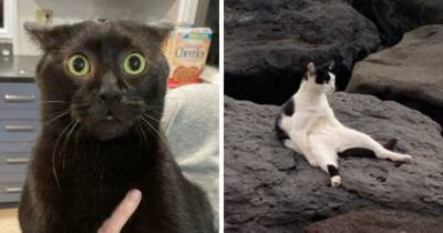 15 фотографий котов, которые внезапно что-то поняли про эту жизнь и впали в экзистенциальный кризис - mur.tv - Япония