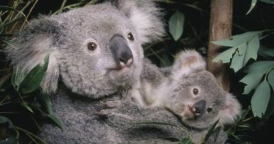 Коалы в Австралии могут исчезнуть к 2050 году: их признали вымирающим видом - womo.ua - Австралия
