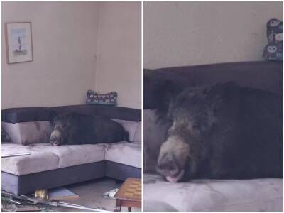 Зайдя домой, женщина увидела на диване дикого кабана - mur.tv - Германия