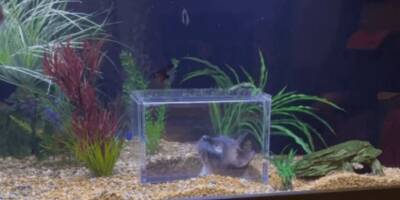 Когда ваша кошка без ума от рыбок: любуемся на аквариум 80lvl - mur.tv - Сша - штат Огайо