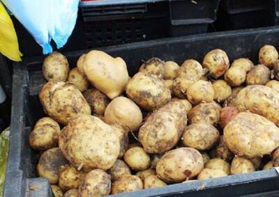 Светлана Протас - 5 секретов выращивания картофеля: узнать стоит тем, кто хочет в 6 раз больше урожая - sadogorod.club
