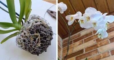 Красивая идея, как посадить орхидею не в горшок. Украсьте свой сад прекрасными орхидеями - lifehelper.one