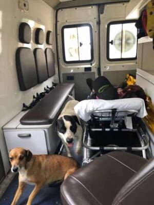 Верные собаки сопровождали хозяина в «скорой помощи» - chert-poberi.ru - Бразилия - Сан-Паулу