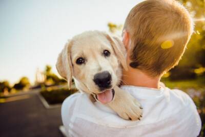 Как понять, что ваша собака села вам на шею? - mur.tv
