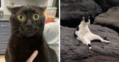 15 фотографий котов, которые впали в экзистенциальный кризис - porosenka.net