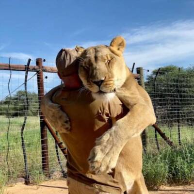 9-летняя львица обожает своего спасителя - chert-poberi.ru - Ботсвана