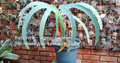 Ворслея — идеальное растение для зимнего сада - sadogorod.club