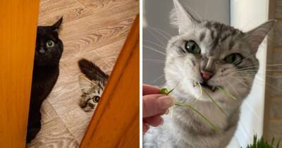 «Лежал, как хлебушок»: пользователи сети устроили милый флешмоб и показали, у кого что сегодня кот делал - mur.tv