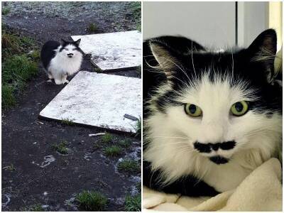 Брошенная кошка с необычными “усами” забрела во двор семьи - mur.tv - Англия