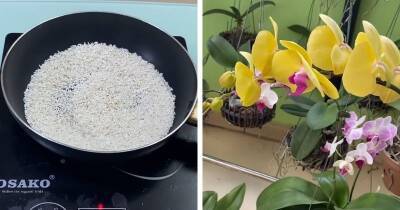 Подкормка из обыкновенного белого риса — находка для орхидеи! Цветение будет пышным и продолжительным - cpykami.ru