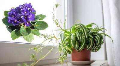 Какое растение идеально подходит для выращивания в городской квартире - sadogorod.club