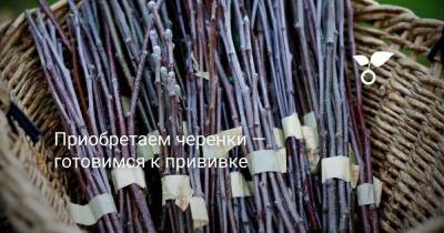 Приобретаем черенки — готовимся к прививке - sadogorod.club