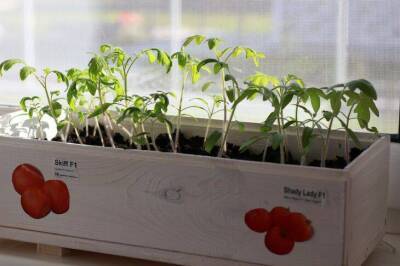 Игорь Зур - Чем поливать рассаду томатов, чтобы стебли были толстыми – органикой или минеральными удобрениями - sadogorod.club