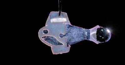 Ученые создали рыбу-робота из клеток сердца человека - porosenka.net