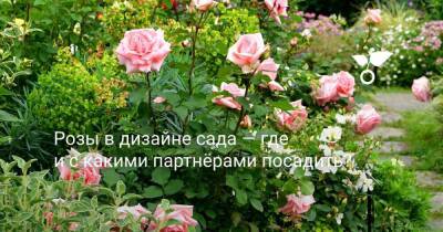 Розы в дизайне сада — где и с какими партнёрами посадить? - sadogorod.club