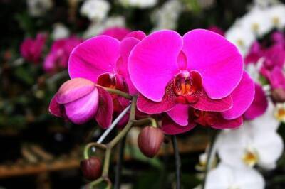 Светлана Протас - Сколько раз в неделю нужно поливать орхидею: ошибается каждый второй цветовод - sadogorod.club