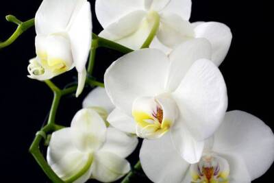 Ольга Котова - Простой способ заставить орхидею цвести в любое время, даже не применяя удобрения - sadogorod.club