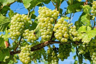 Чем обработать виноград весной чтобы не болел: 5 проверенных народных средств - sadogorod.club - Виноград