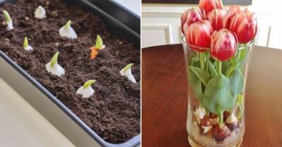 К 8 Марта выращиваю тюльпаны на подоконнике, соседка рассказала, как обустроить квартирный цветник - takprosto.cc