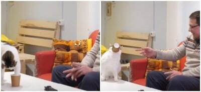 Котик Слоник забавно ворвался в интервью хозяина - mur.tv