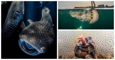 Впечатляющие фотографии-победители конкурса "Подводный фотограф-2022" - porosenka.net