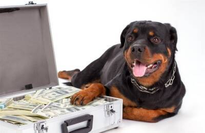 Мечтаем о собаке: денежный вопрос, который всё портит - mur.tv