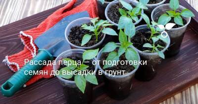 Рассада перца — от подготовки семян до высадки в грунт - sadogorod.club