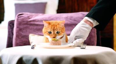 Чем кормить кота: 7 золотых правил кормления - sadogorod.club