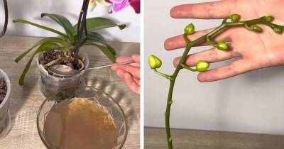Жидкая натуральная подкормка: орхидея похорошеет на глазах, нарастит корни, а цветение будет красивым и продолжительным - lifehelper.one