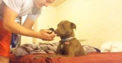 Видео, которое растопит ваше сердце: собака в первый раз встречает крошечного котёнка - mur.tv