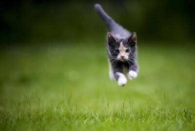 Насколько быстро могут бегать кошки? - mur.tv