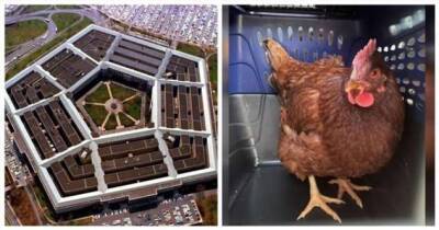В особо охраняемой зоне здания Пентагона нашли курицу (1 фото) - chert-poberi.ru - Сша