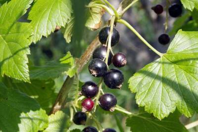 Как используют соду для смородины: размер и количество ягод удивит бывалых огородников - sadogorod.club