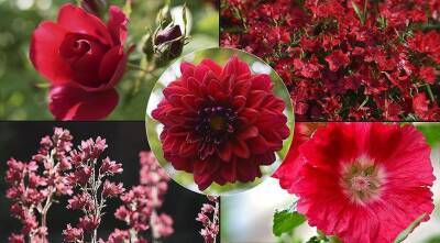 Красные цветы: 30 самых красивых красных однолетних и многолетних культур - sadogorod.club