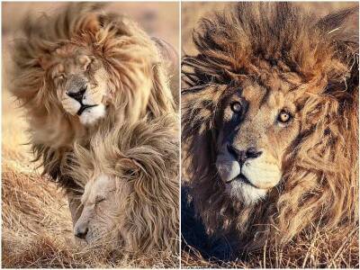 Фотограф заснял льва, который проснулся с плохой укладкой - mur.tv - Юар
