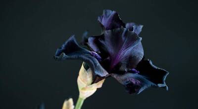 Черные цветы: однолетние и многолетние растения, цветущие необычными черными цветками - sadogorod.club