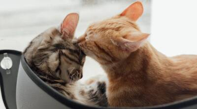 Что произойдёт, если кошка встретит своего котёнка спустя несколько лет: вспомнят ли питомцы друг друга - mur.tv
